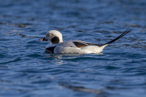 Long-tailed duck