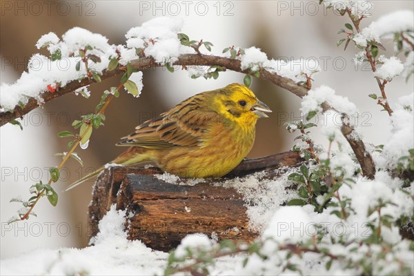 Yellowhammer