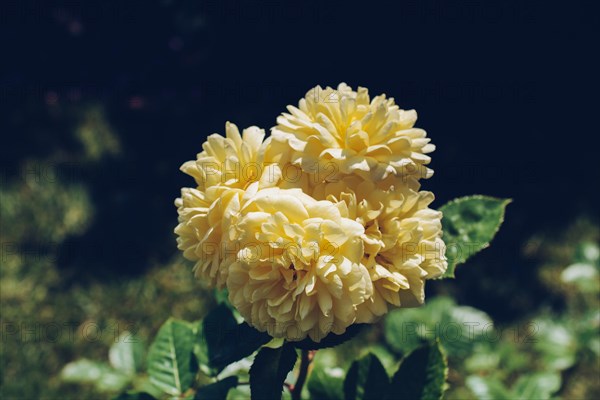 Blooming beautiful bunch of roses in spring garden