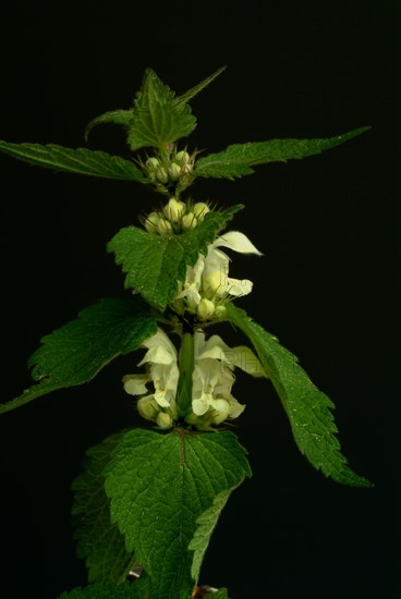 Medicinal plant White dead-nettle album