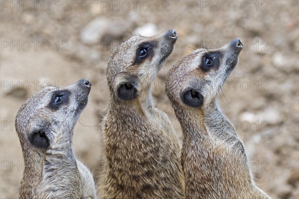 Alert meerkats