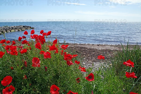 Poppies on the beach