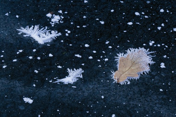 Oak leaf covered with ice crystals on frozen water surface