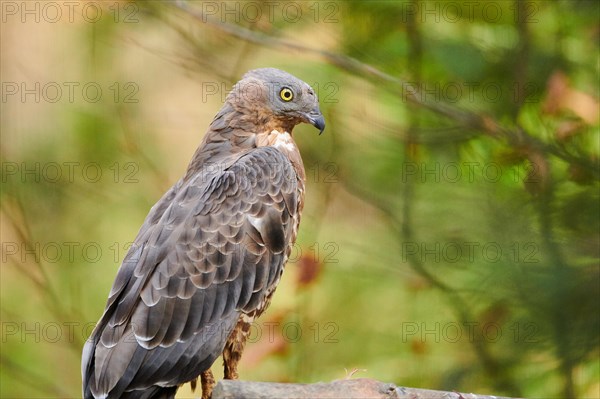 European honey buzzard