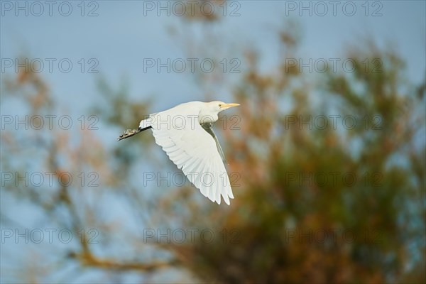 Cattle egret