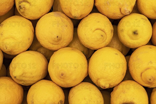 Citrus fruit