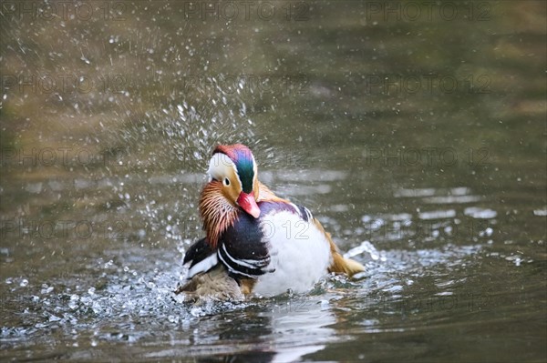 Mandarin duck