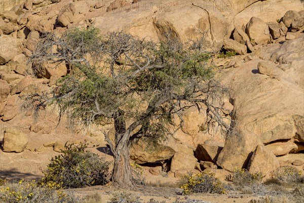 Camel thorn acacia