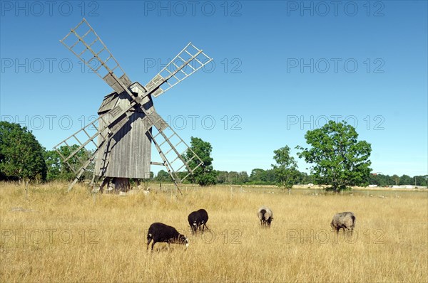 Bock windmill and sheep