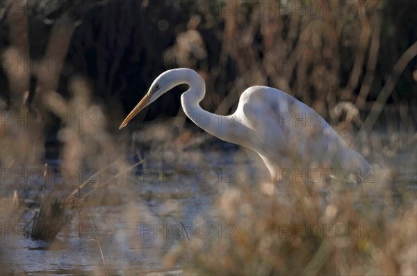 Great egret