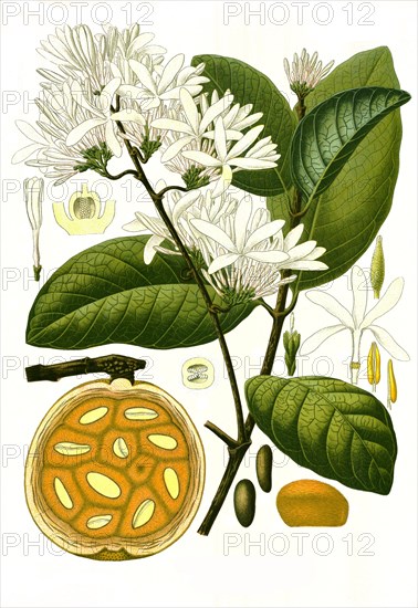 Medicinal plant