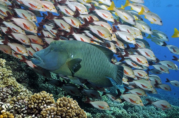 Humphead wrasse