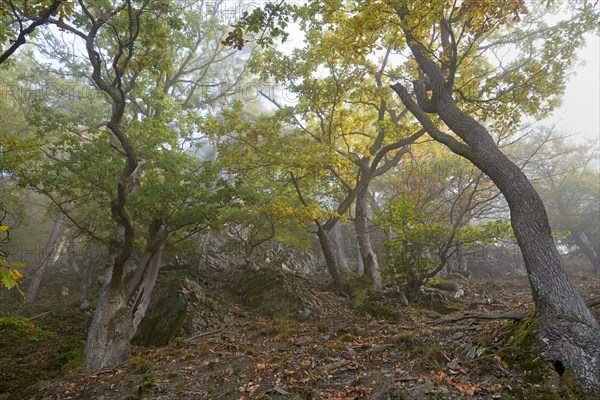 Gnarled oak trees