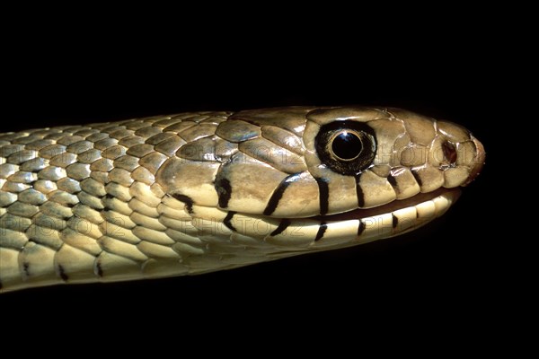 Rat Snake