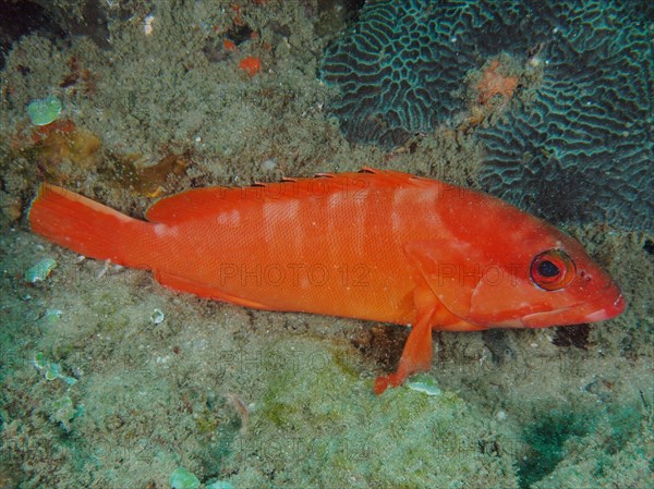 Red blacktip grouper
