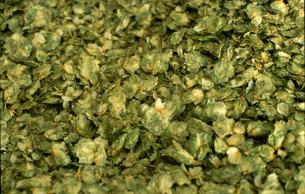 Dried brewers hops