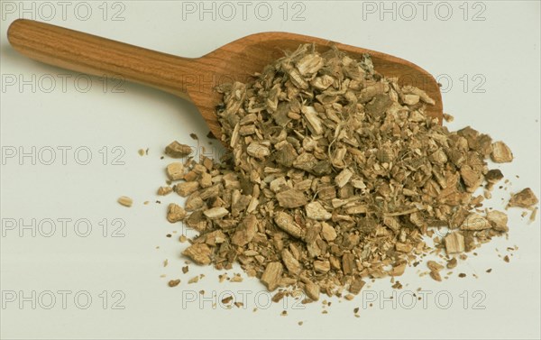 Medicinal herbs: Condurango bark