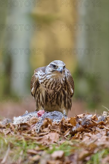 Saker falcon