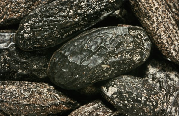 Natural remedy Tonka beans from the cumaru