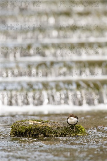 White-breasted dipper