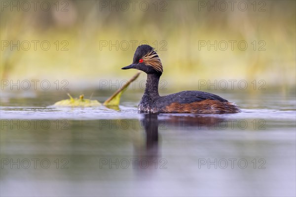 Black-necked Grebe