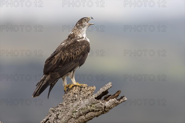 Bonellis eagle