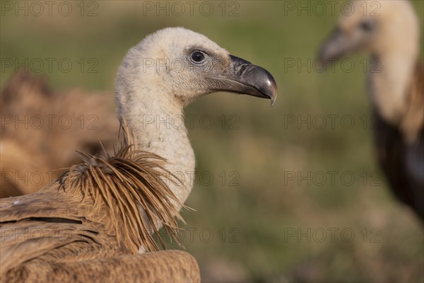 Griffon vulture