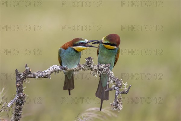 European bee-eater