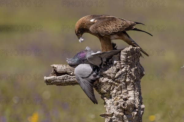 Booted eagle