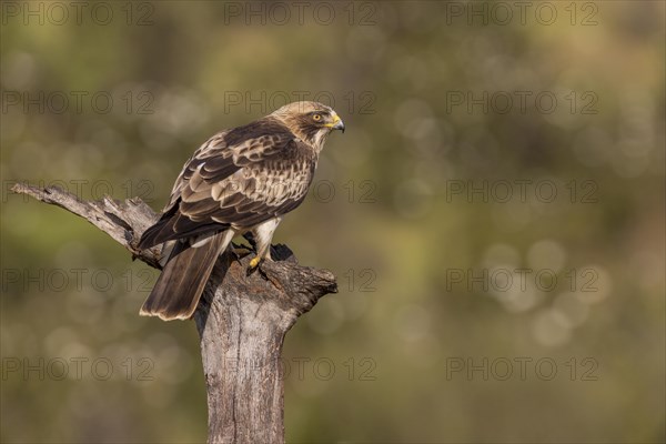 Booted eagle