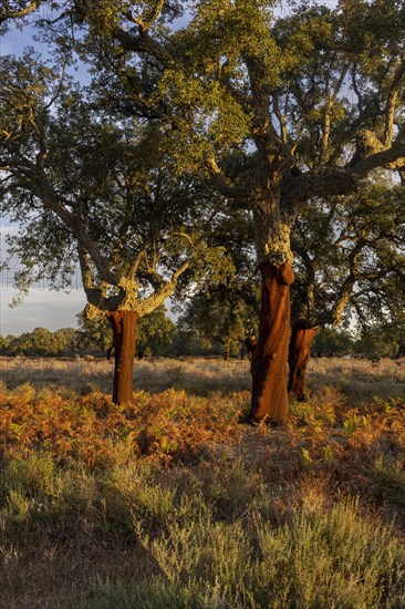 Cork oaks