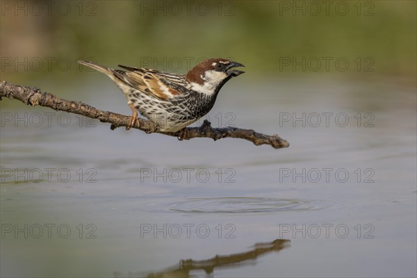 Spanish sparrow