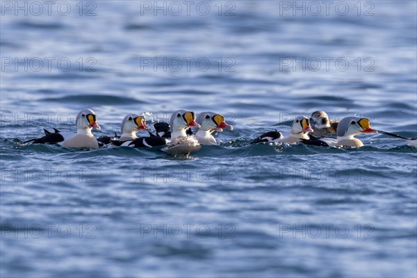 King eiders