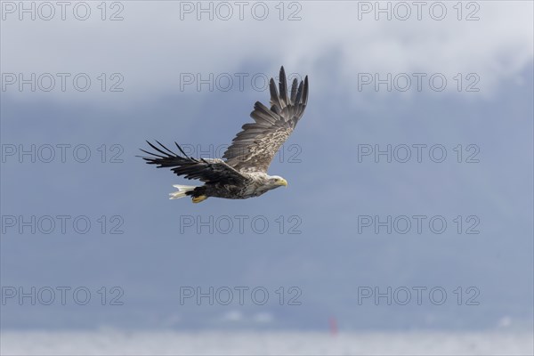 White-tailed eagle