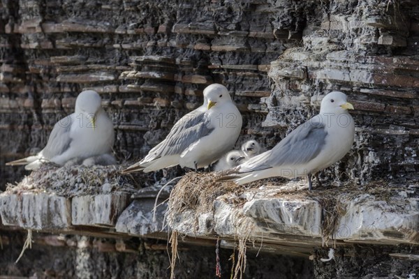 Kittiwakes