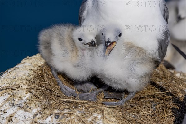 Kittiwakes