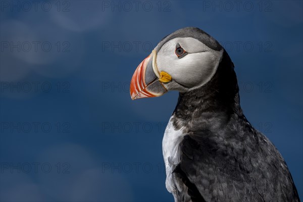 Puffin