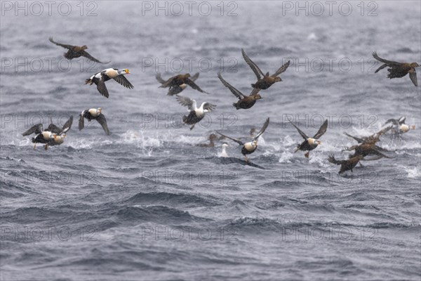 King eiders