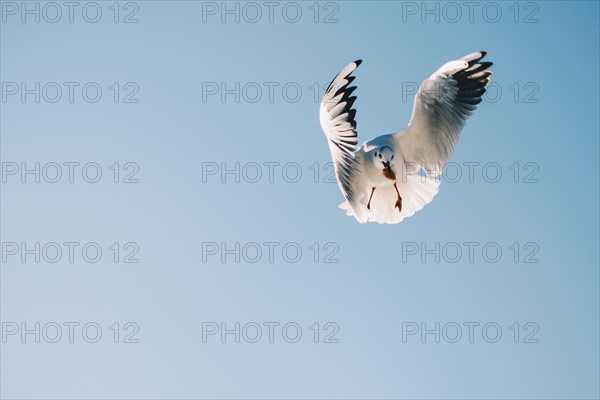 Pair of seagulls flying in blue a sky background