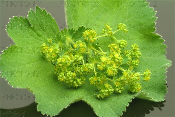 Medicinal plant lady's mantle