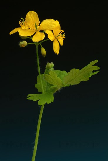 Medicinal plant greater celandine