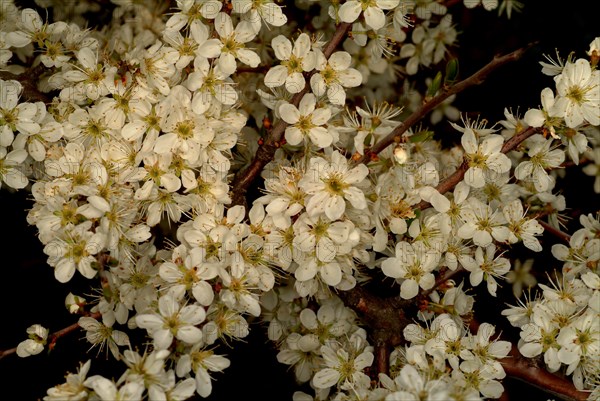 Medicinal plant Sloe