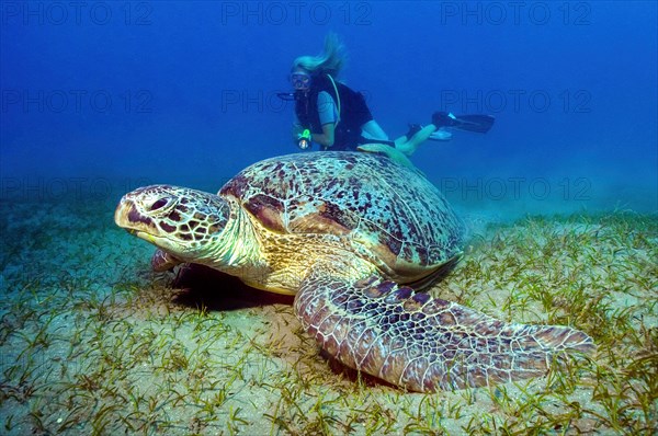 Green turtle