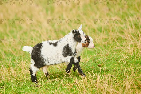 Domestic goats