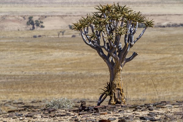 Desert-like landscape with quiver tree