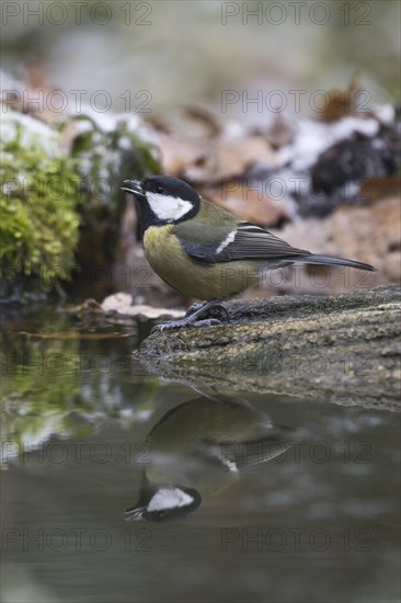 Great Tit