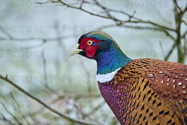 Portrait of a common pheasant