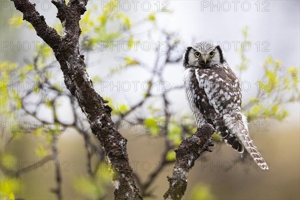 Northern hawk owl