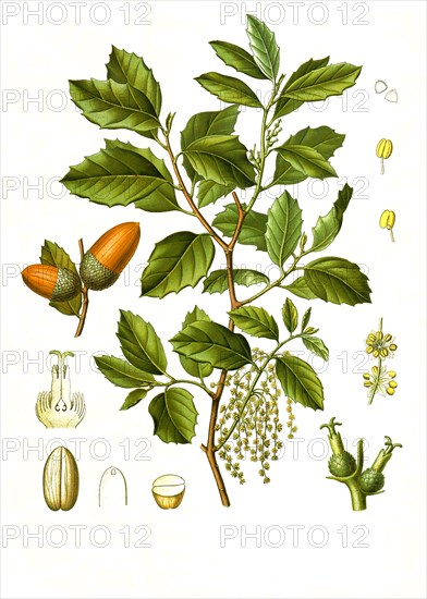 Medicinal plant