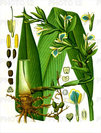 Medicinal plant